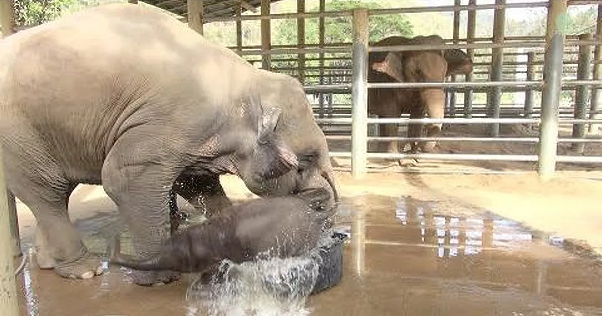 A baby elephant is being bathed by its mother in a water enclosure.