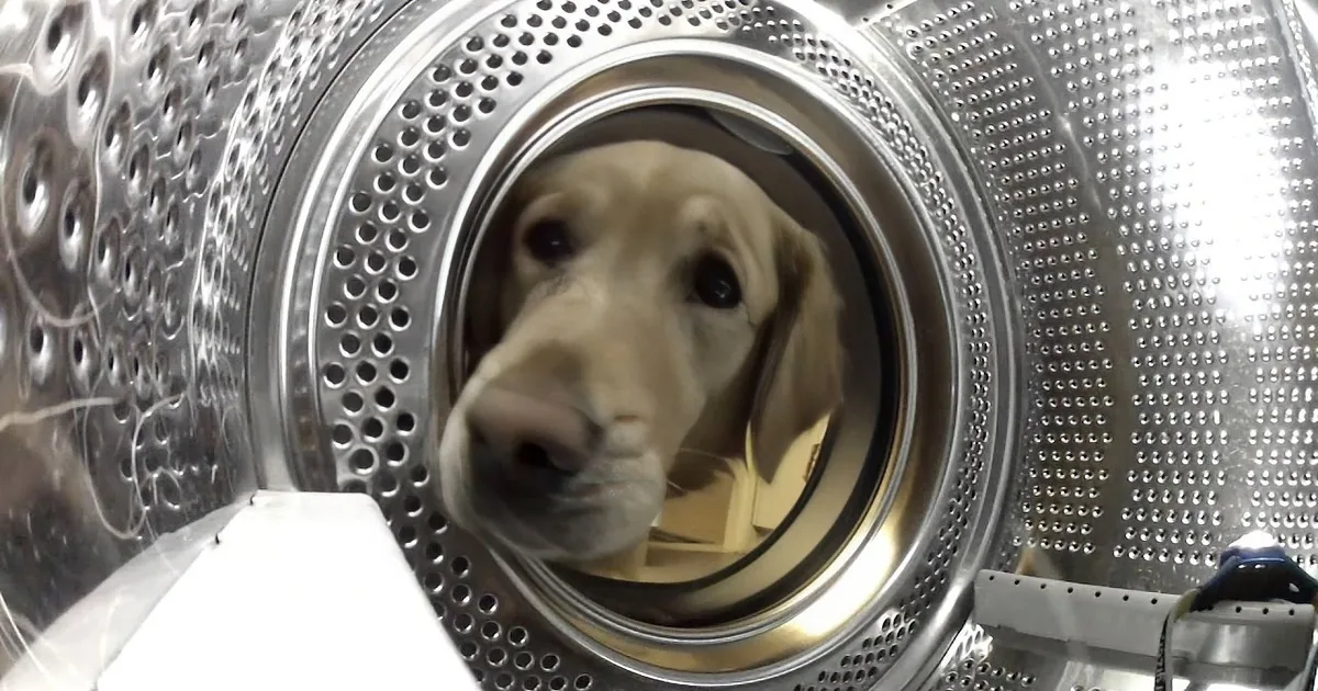A curious puppy peers out from inside a washing machine drum.