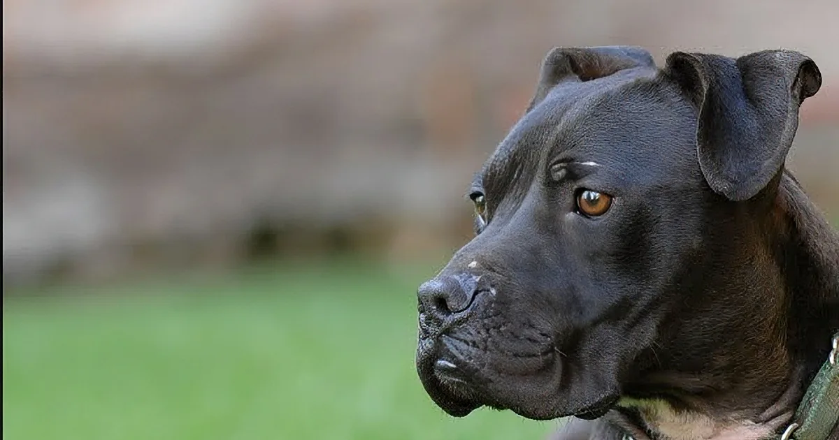 Who Survives Michael Vick's Fighting Ring? Woof. Get the Tissues out - You Will Howl Be Howling.