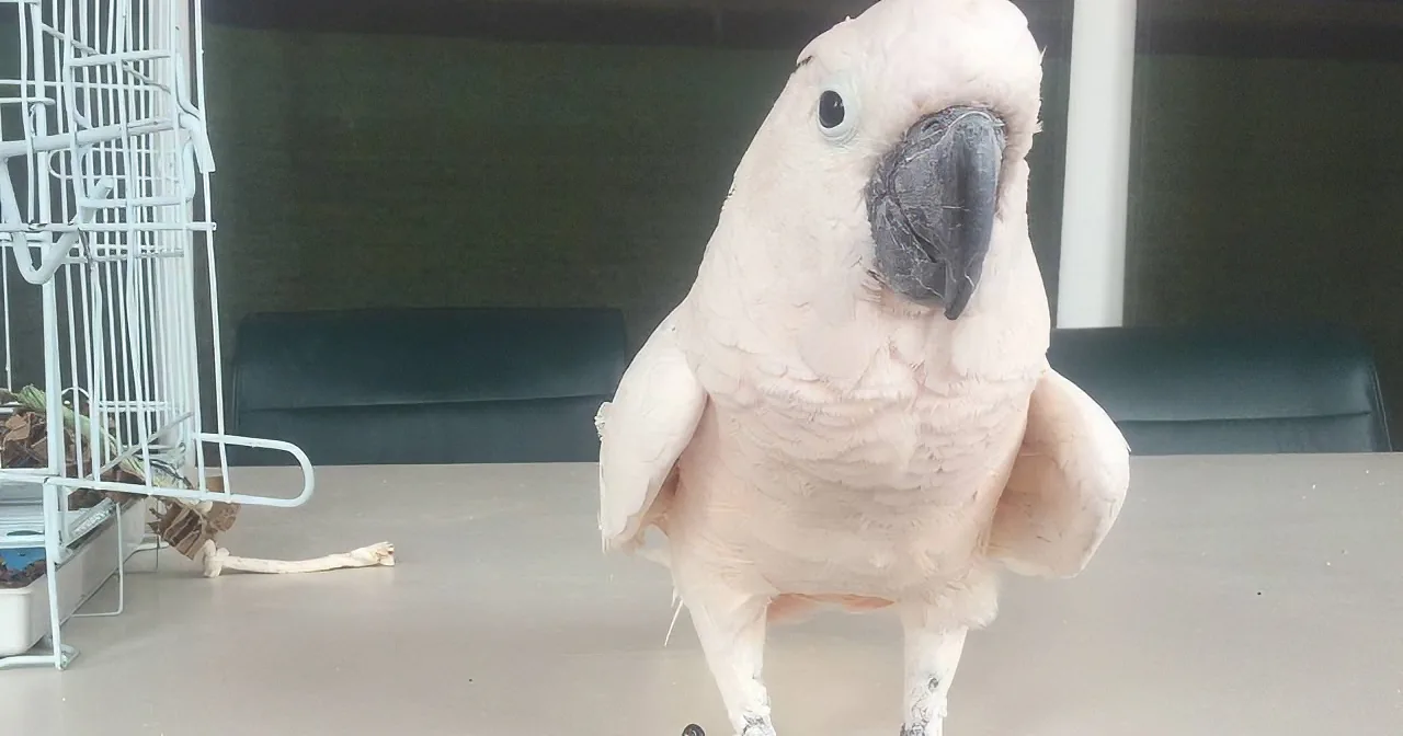 A light pink parrot with a black beak stands on a table, looking directly at the camera.