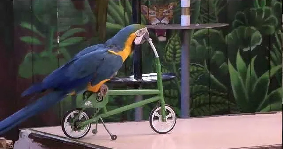 A vibrant blue and yellow parrot perches on a green bicycle, with a background of tropical plants and a tiger figurine.