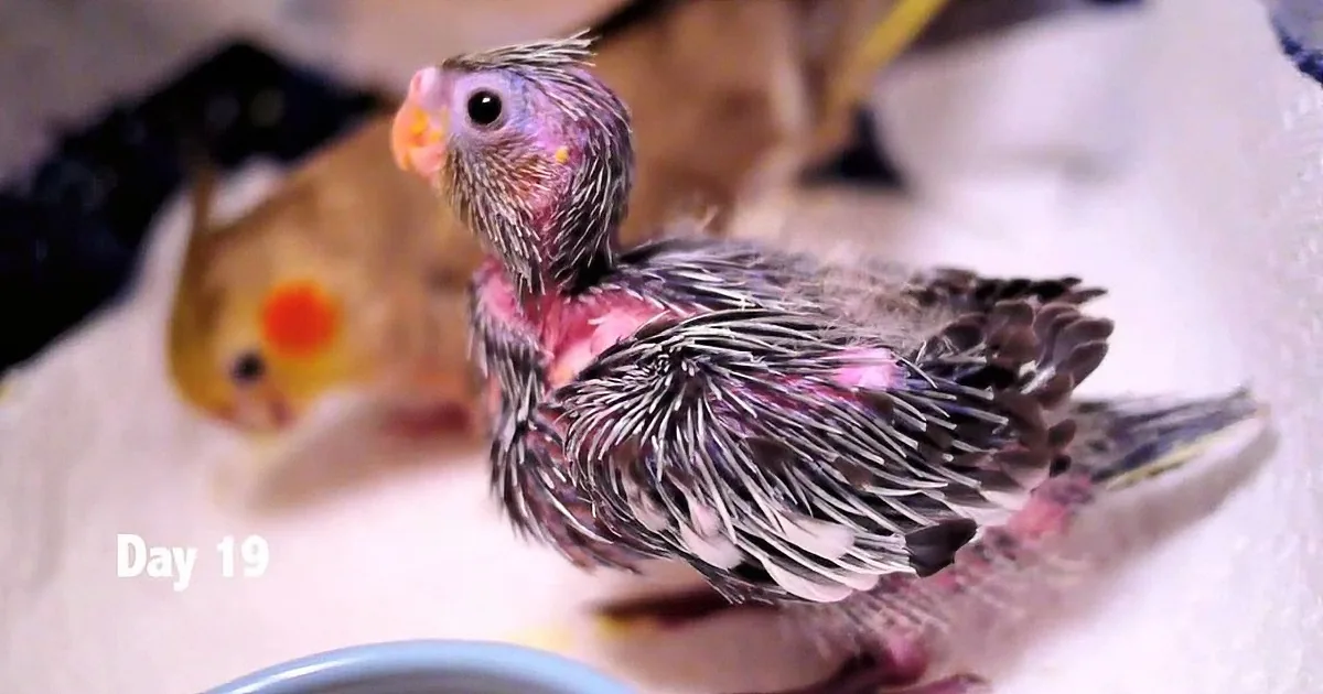 A fluffy baby bird with wet feathers sits on a towel, next to a yellow cockatiel, labeled "Day 19."