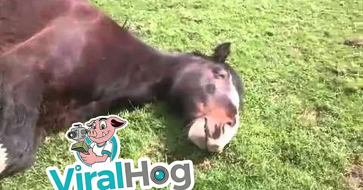 A donkey is lying on its side in a grassy field, appearing to be resting or possibly injured.