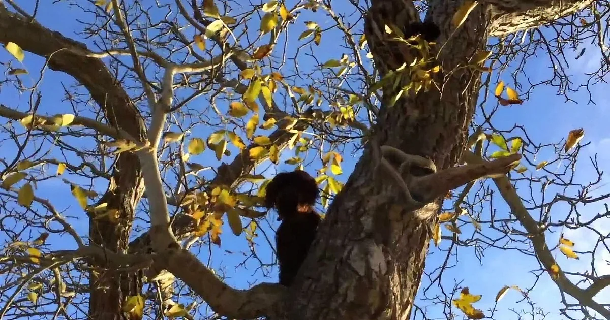 A tree with sparse yellow leaves and a dark bird perched on its branch against a blue sky.