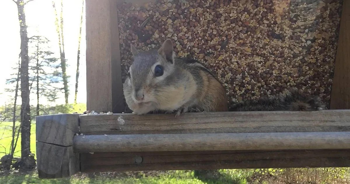 A chipmunk is perched on a wooden bird feeder, surrounded by seeds, with a forested background.