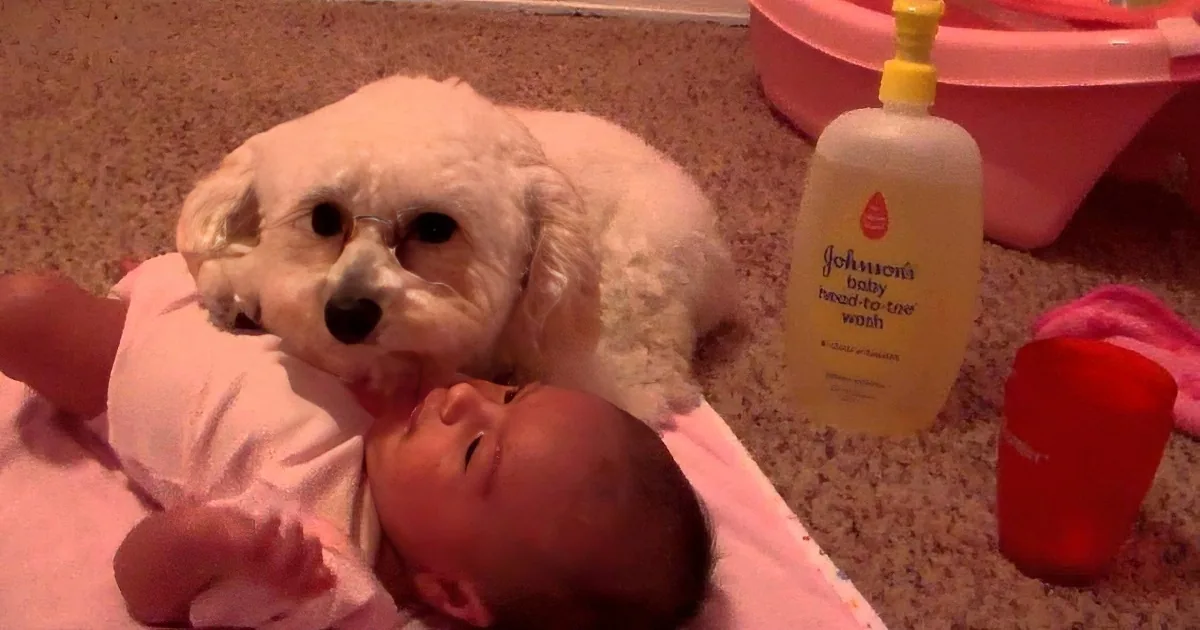 A white dog sits beside a baby wrapped in a towel, with a Johnson's baby wash bottle nearby.