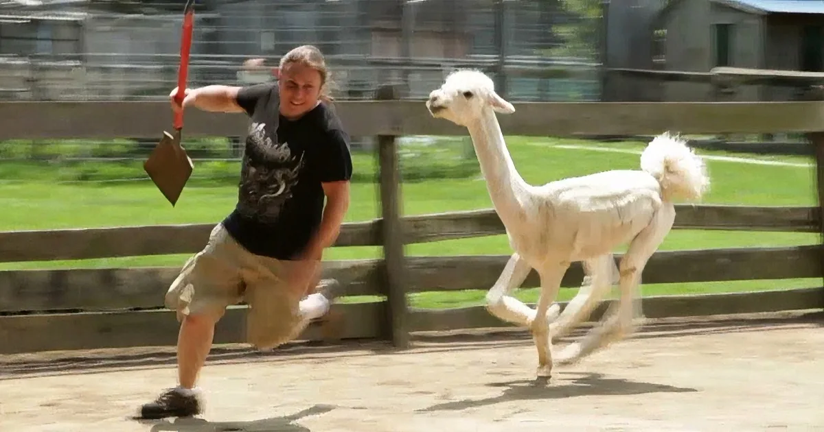A person in a black shirt runs with a red object, while a white alpaca follows, with another alpaca in the background.