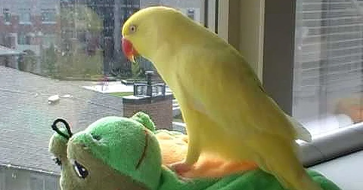 A yellow parrot perches on a green plush toy, looking out a window at a rainy street scene.