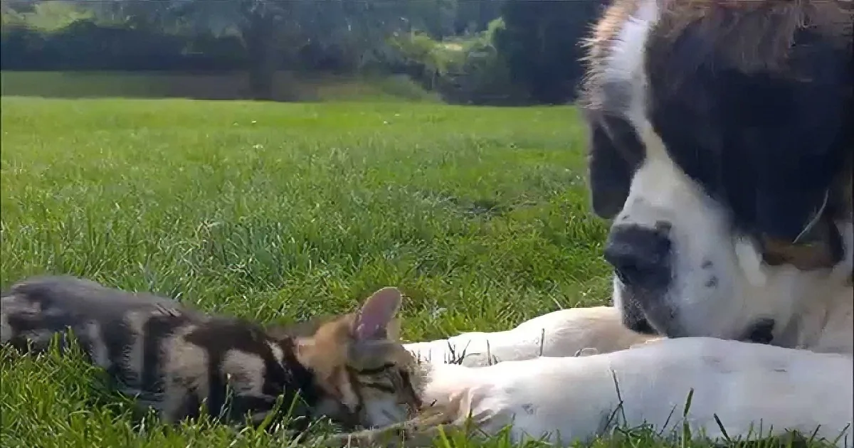 A dog and kittens rest together on grass, creating a peaceful scene.