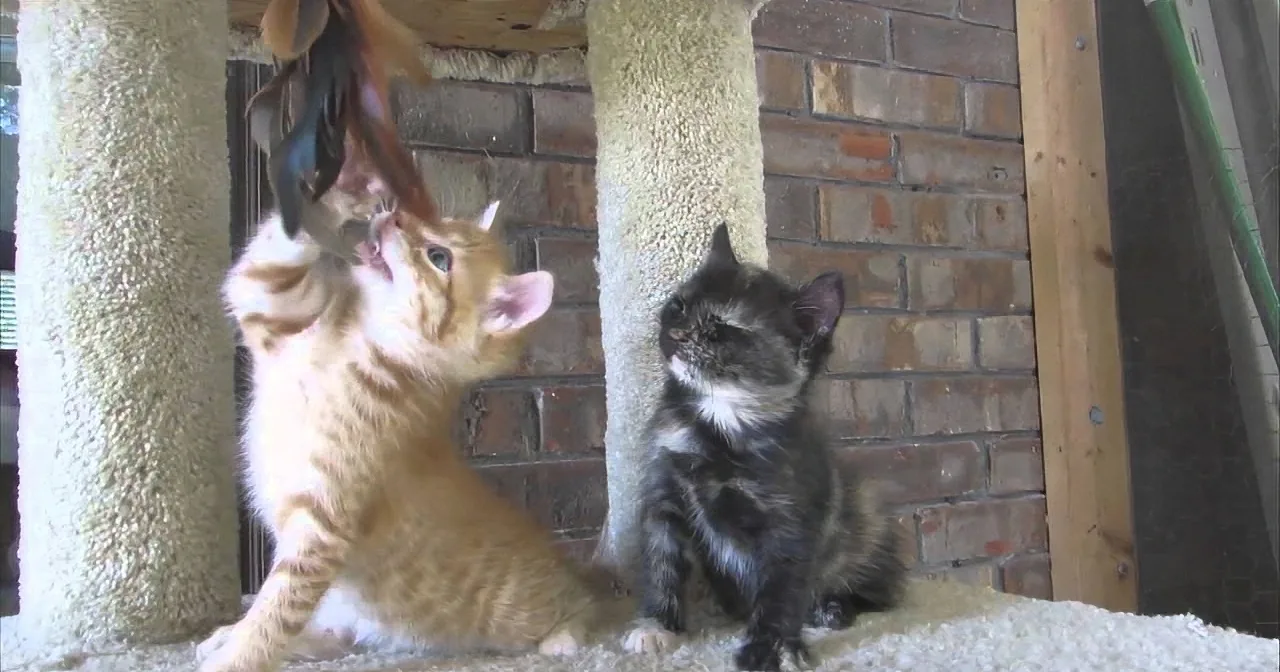 Two kittens, one orange and one black, are playfully interacting on a cat tree.