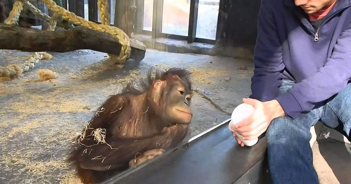 An orangutan sits on straw-covered ground, looking at a person holding a cup near a zoo enclosure.