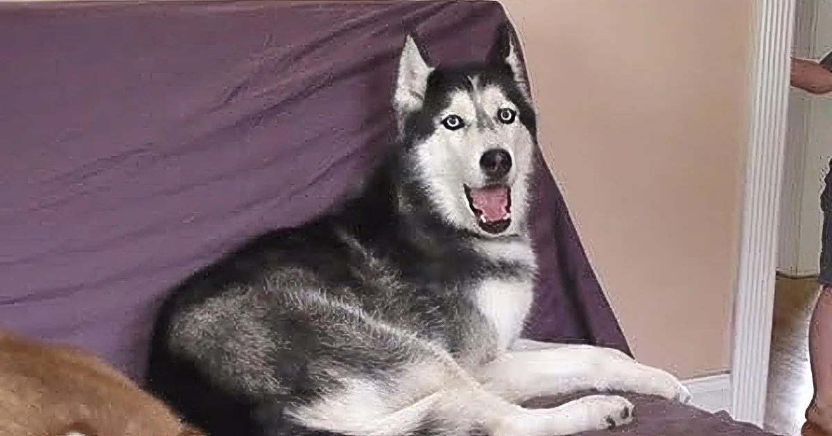 A black and white husky dog is lying on a purple couch, looking up with its mouth open.