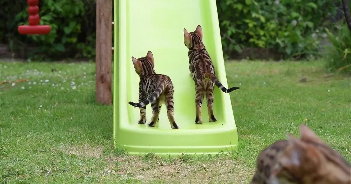 Two Bengal kittens climb a green slide in a grassy yard, with a third kitten in the foreground.