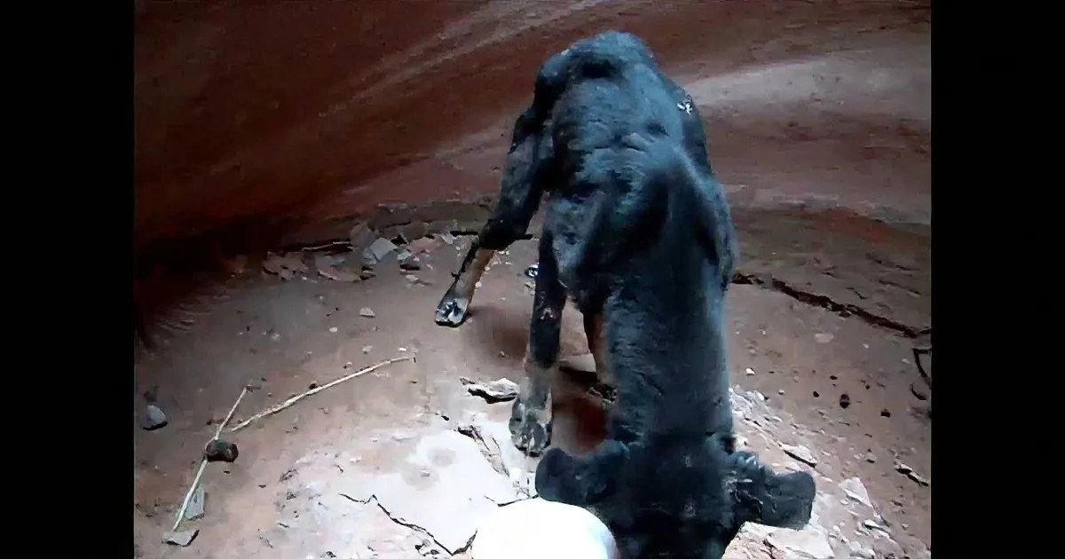 A large, dark, furry creature with a long tail stands on rocky terrain, possibly a cave or desert.
