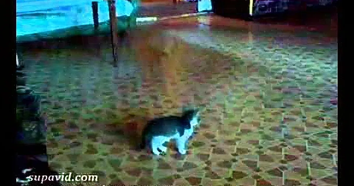 A cat stands on a patterned floor, surrounded by furniture and a door.