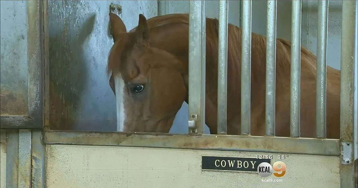 A brown horse with a white stripe on its face is inside a stall labeled "COWBOY."