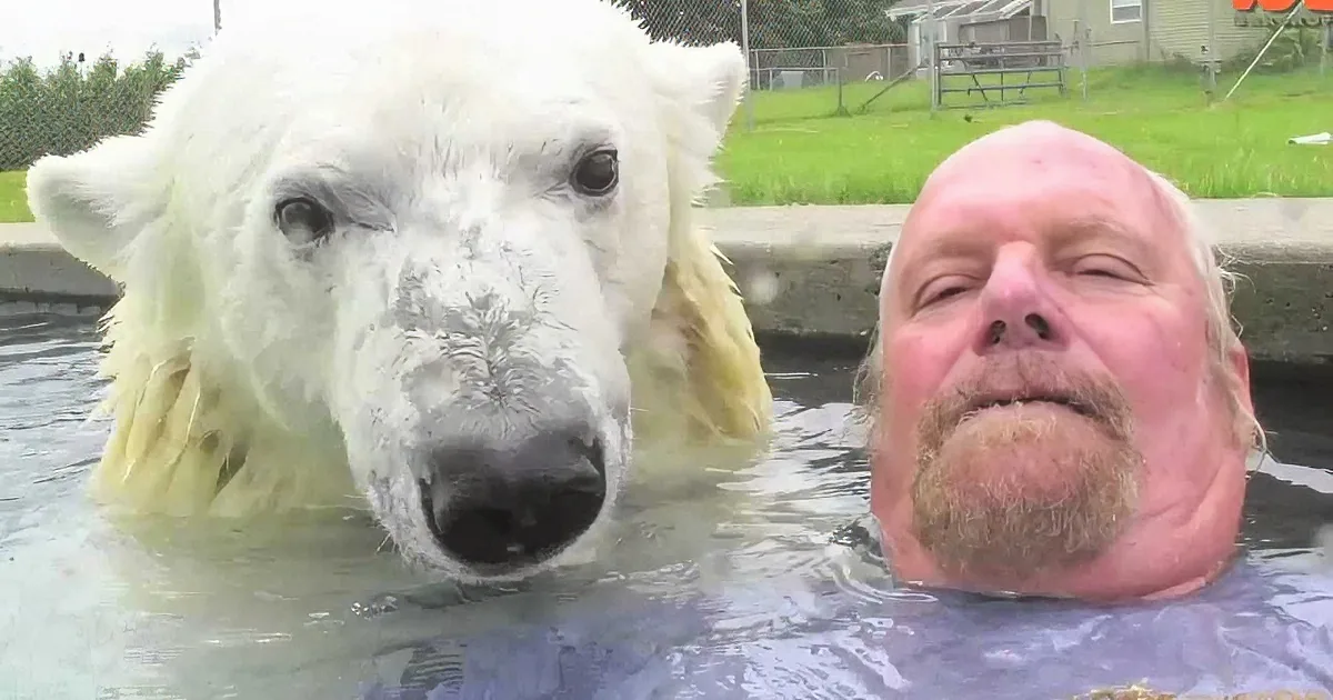 A man and a polar bear are swimming together in a pool.