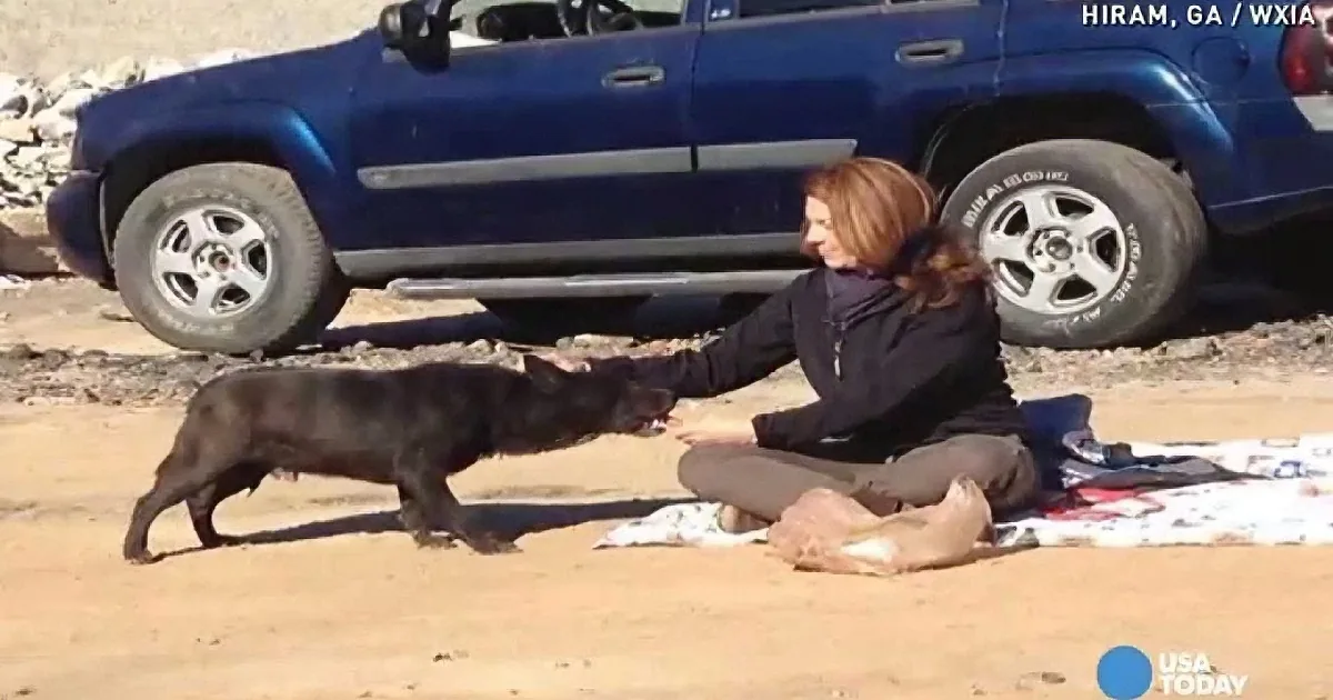 A woman sits on a blanket, gently interacting with a black dog on a sandy beach near a blue SUV.