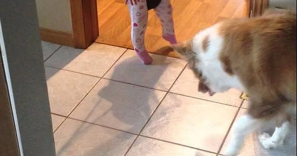 A cat sniffs a child's leg, both on tiled and wooden floors, with sunlight casting shadows.