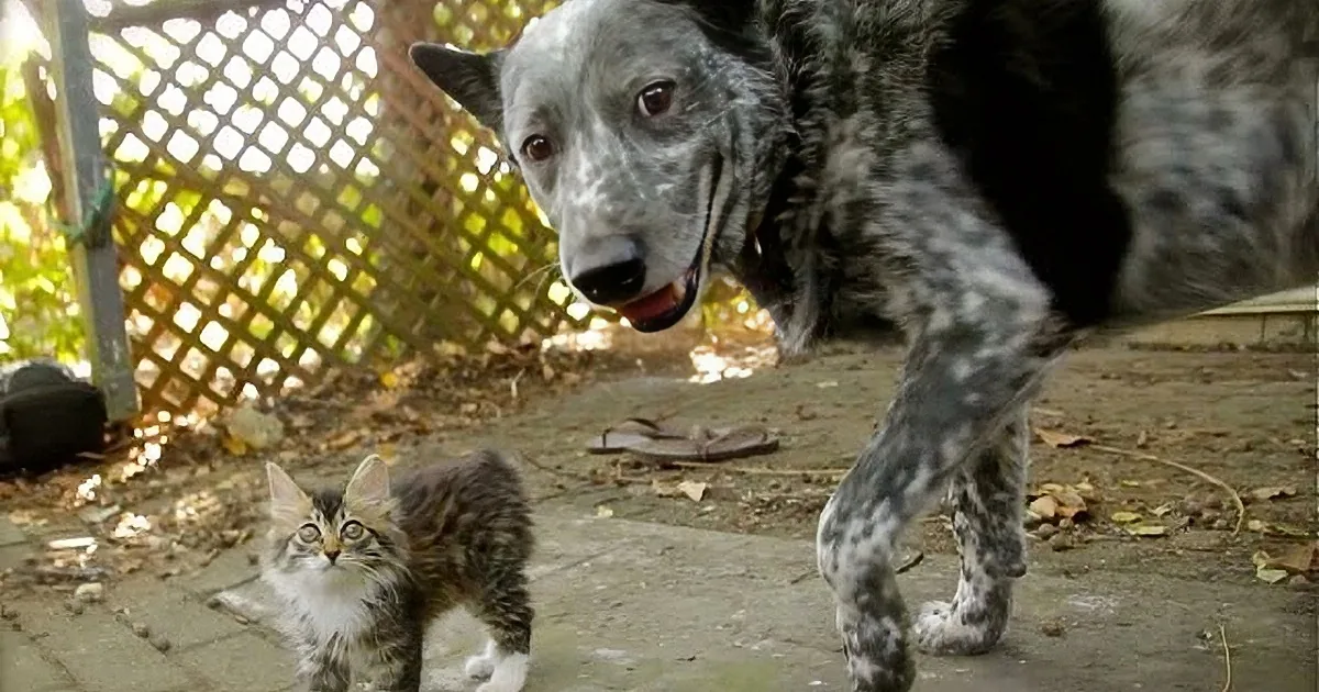 A large dog and a small kitten are standing together on a paved surface near a fence.