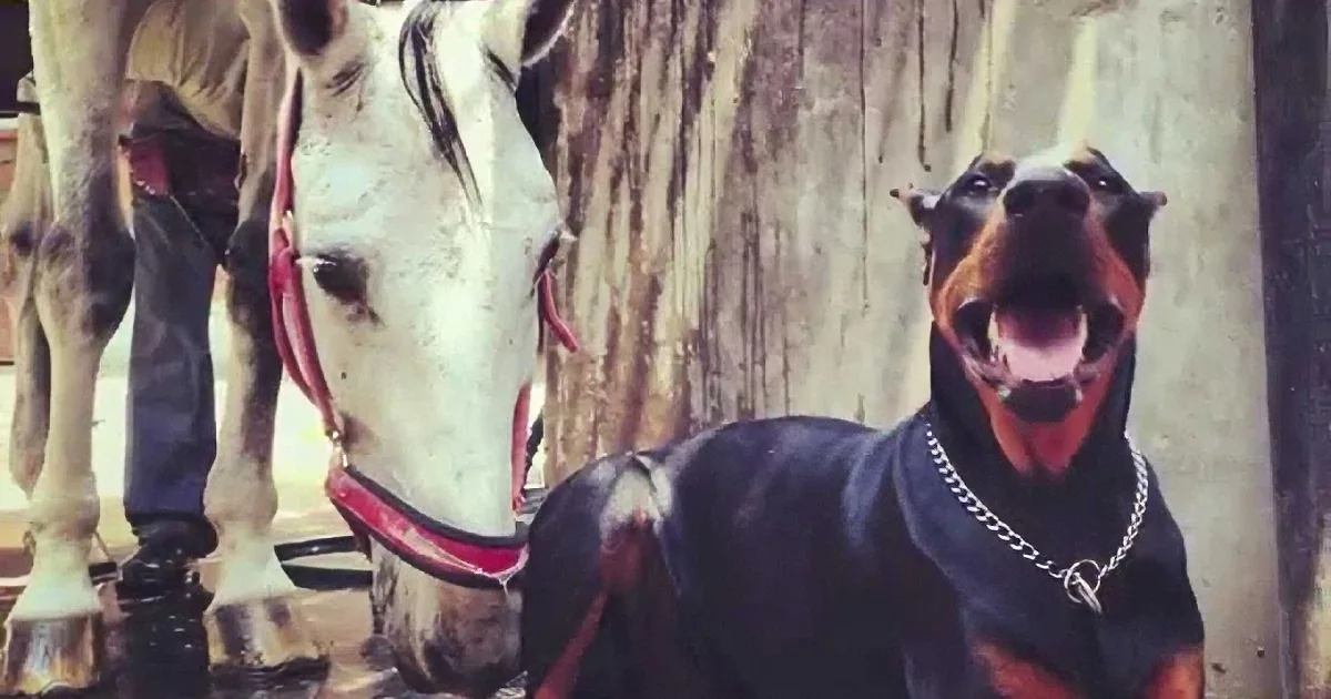 A Doberman in a black outfit with a chain collar sits next to a white horse with a red bridle.