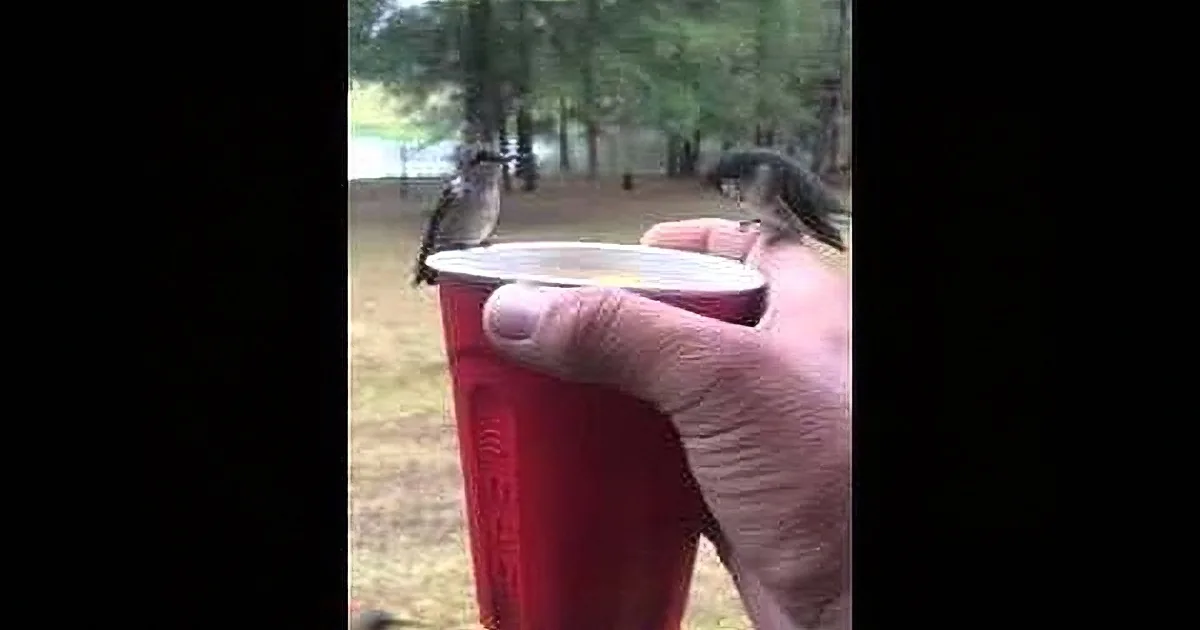 A hand holds a red plastic cup with a bird perched on the rim, surrounded by trees and grass.