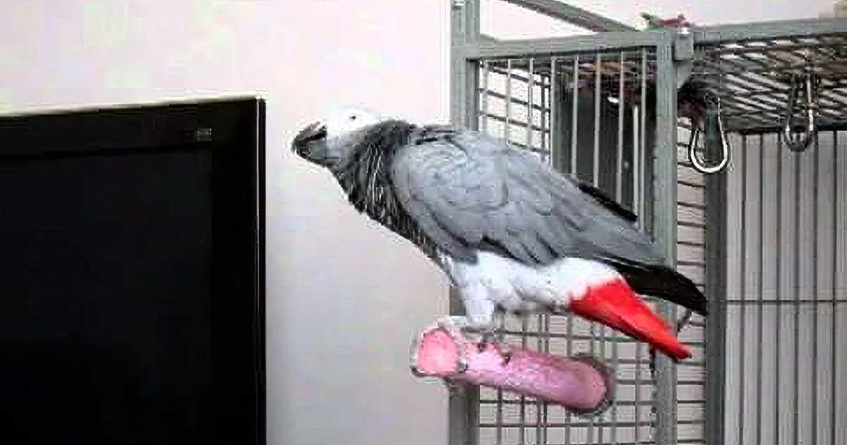 A grey parrot with red tail perches on a cage, near a black screen.