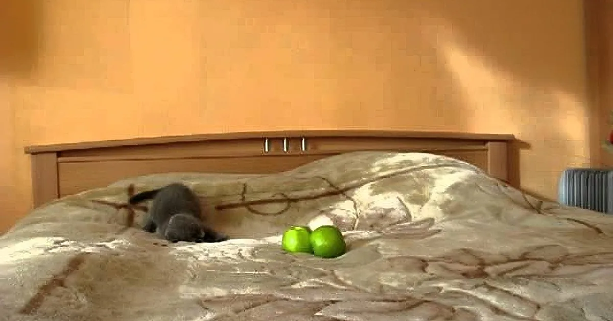 A cat lies on a bed with green apples on the nightstand beside it.