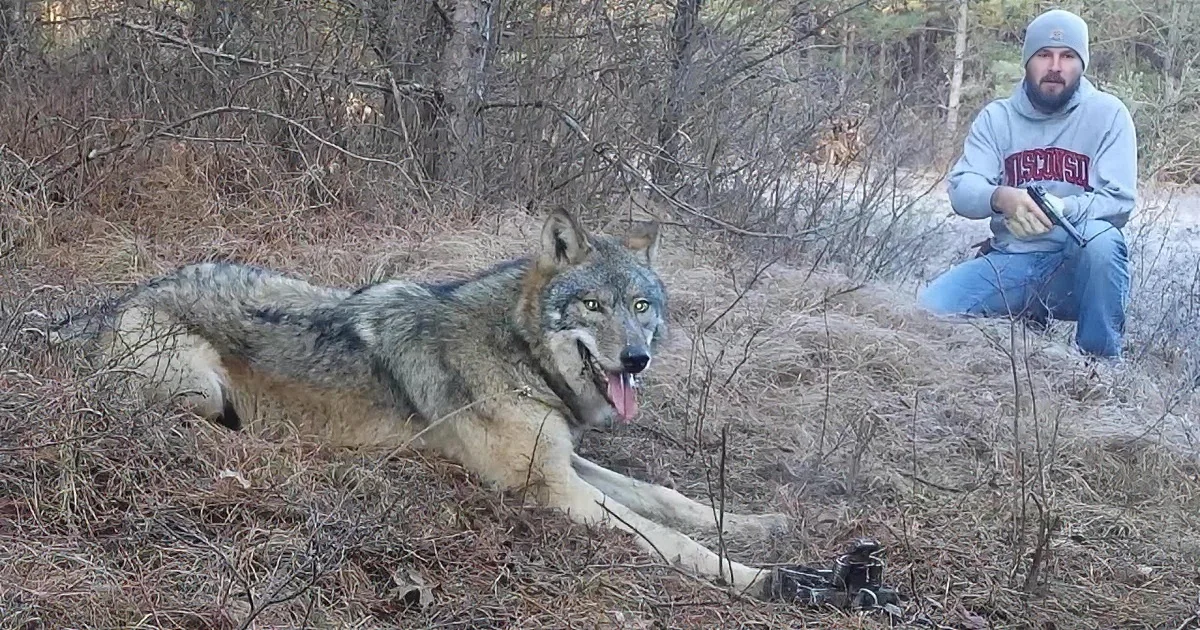 A wolf lies on the ground in a forested area, with a man kneeling nearby holding a firearm.