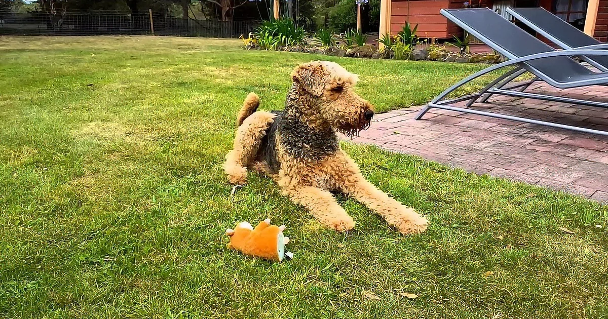 A fluffy Airedale Terrier lies on grass near a stuffed fox toy, with a house and lounge chairs in the background.