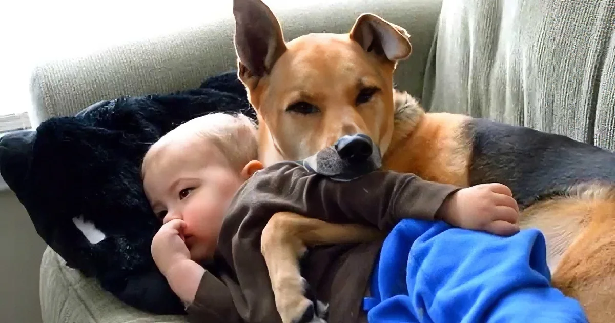 A dog and a baby are cuddling on a couch, with the dog gently holding the baby's arm.