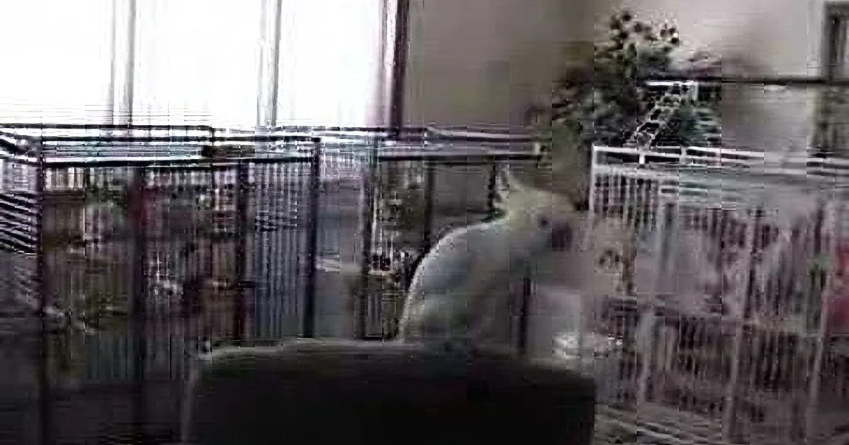 A cockatoo perches on a cage, pecking at a newspaper, with a plant and other cages in the background.
