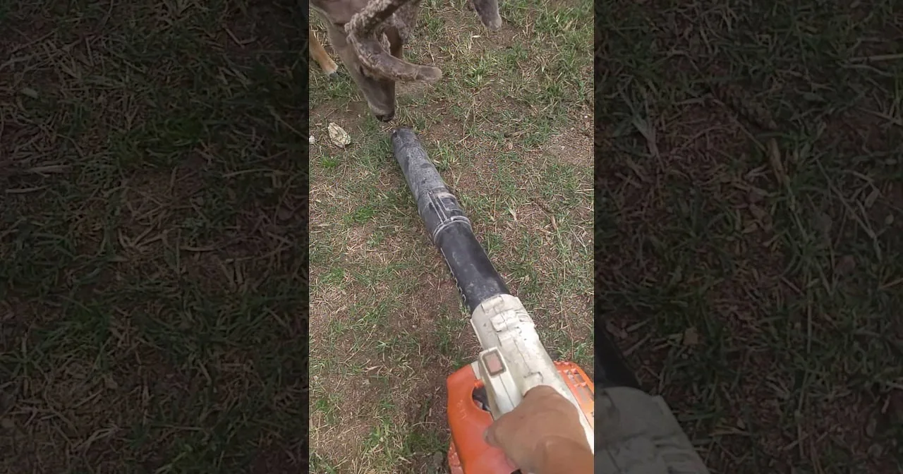 A deer is sniffing a black pipe on the ground near a person holding an orange chainsaw.