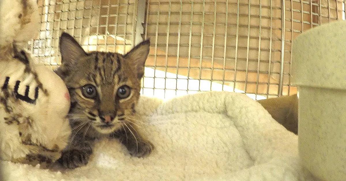 A Good Samaritan Brings in What Looks Like a Kitten. I Couldn't Believe What It Actually Was!