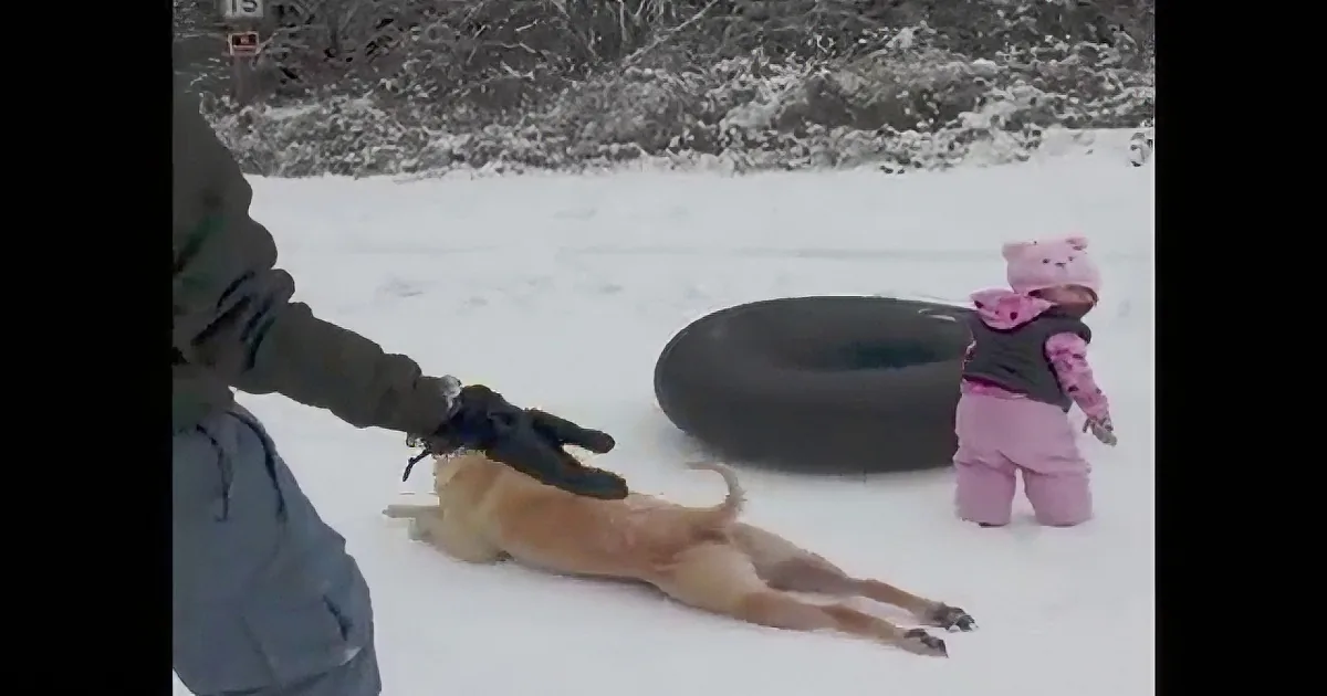 A child in pink plays with a dog lying in the snow near a tire swing.