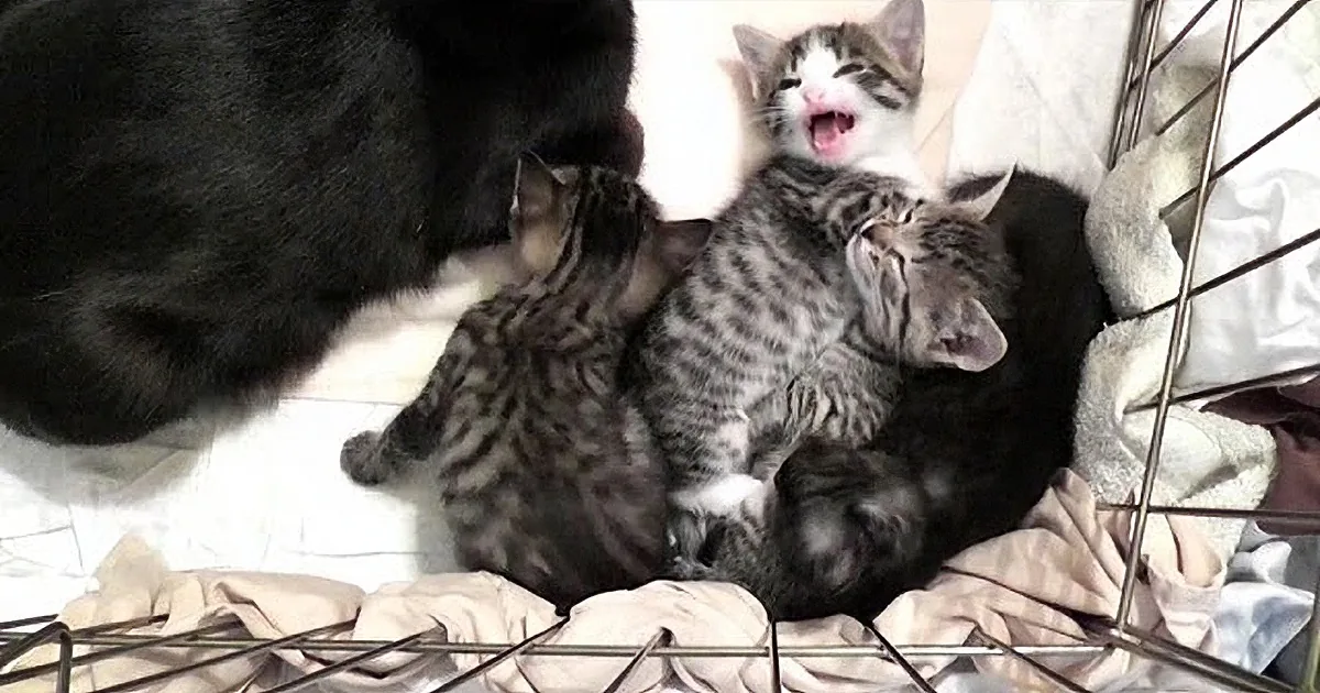 Experienced Cuteness Overload? Watch Rescue Mama Cat''s Conversation With Her Babies. Adorable!