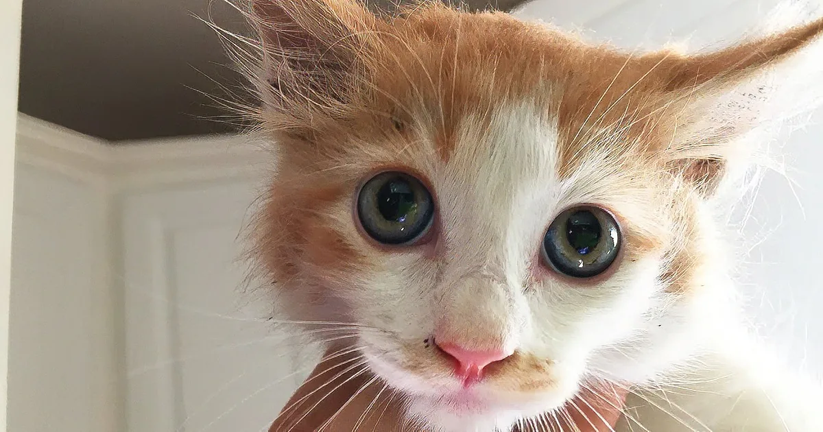 A fluffy orange and white kitten with large, expressive eyes is being held, looking directly at the camera.