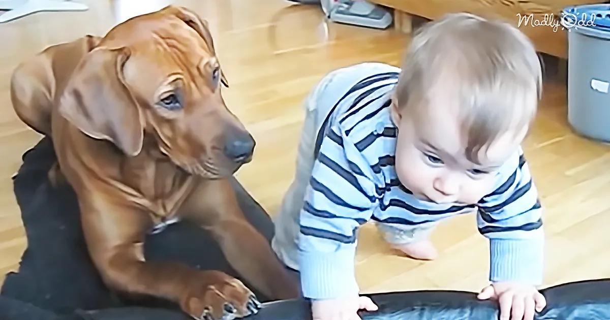 This Little Guy Wants to Try out the Doggie Bed, so His Doggie Buddy Helps Him