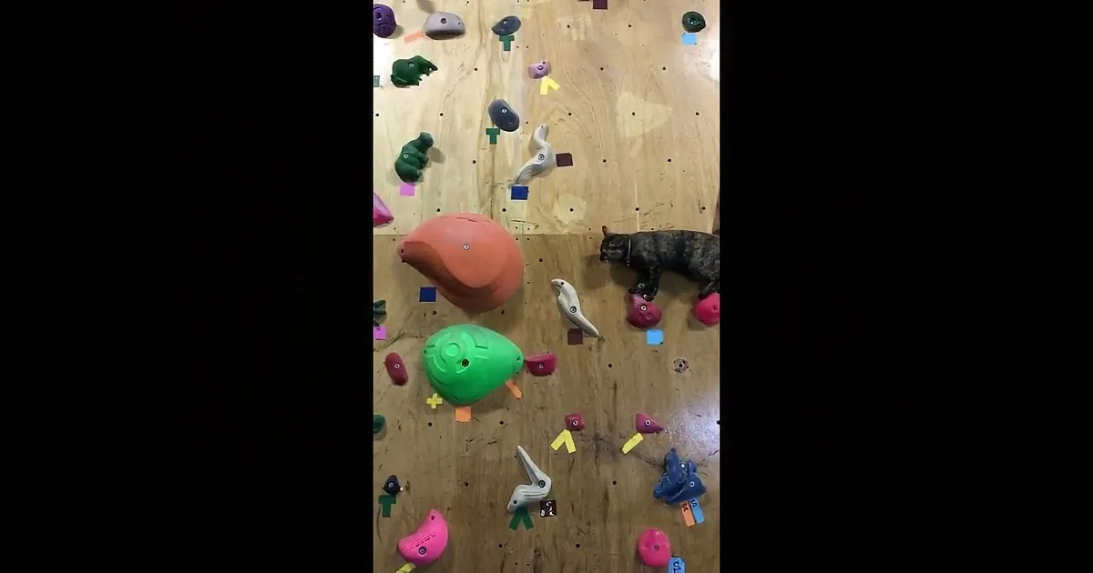 A cat explores a climbing wall with colorful holds, including a large orange and green one.