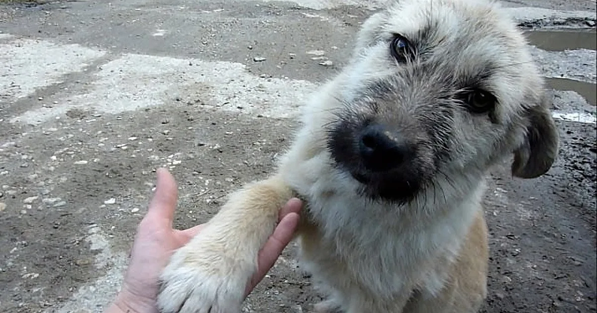A fluffy light-colored puppy with a black nose is being petted by a hand on a concrete surface.