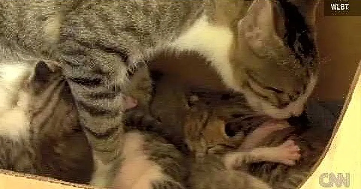 A tabby cat is nursing and licking her kittens in a cozy, cardboard box setting.