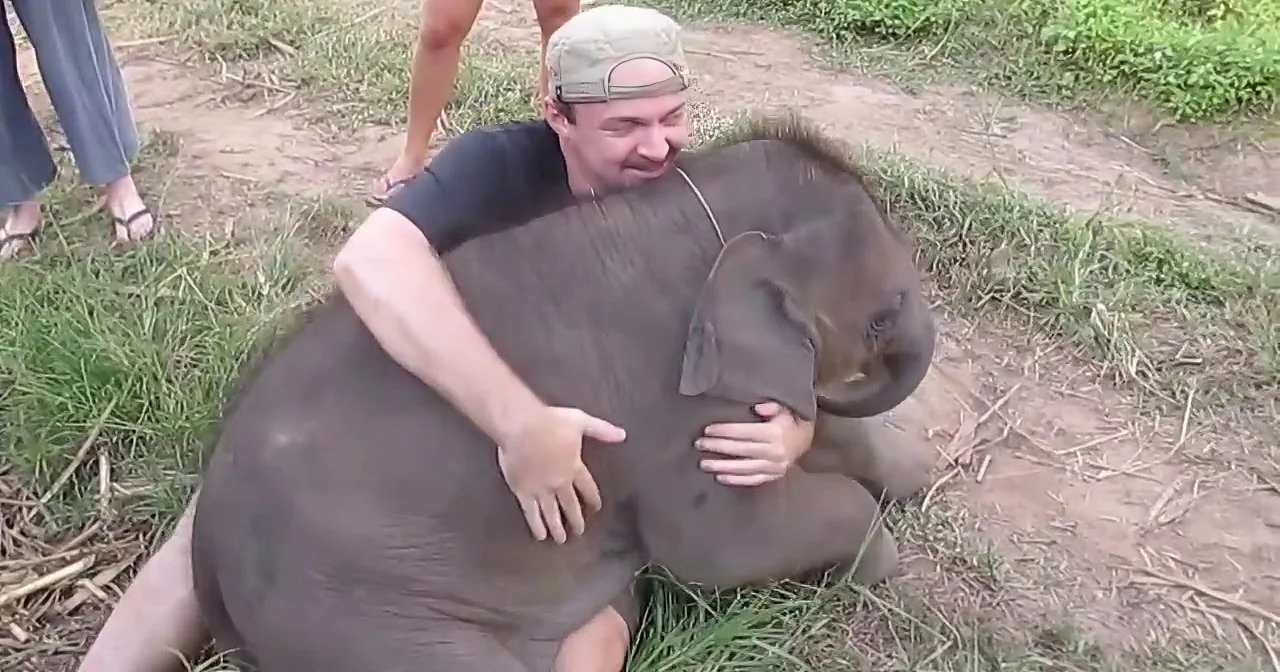 A man is hugging a baby elephant in a grassy area, surrounded by other people.