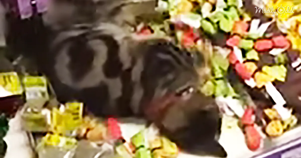 A cat is sitting amidst a colorful array of vegetables and fruits, creating a vibrant scene.
