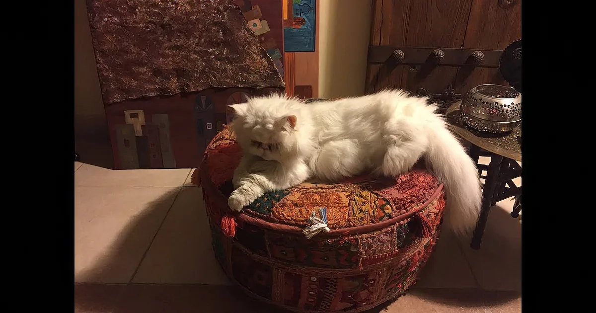 A fluffy white cat lounges on a colorful, patterned ottoman in a cozy room setting.