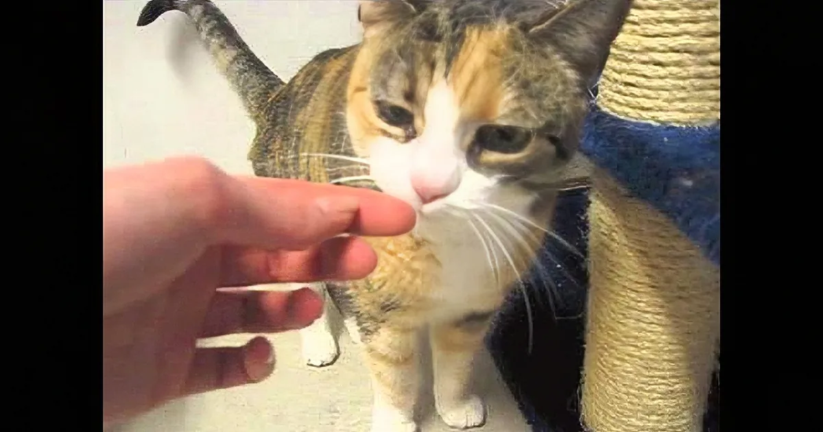 Cat Was Thought ''Lost Forever'' After Burglary Returns One Year Later