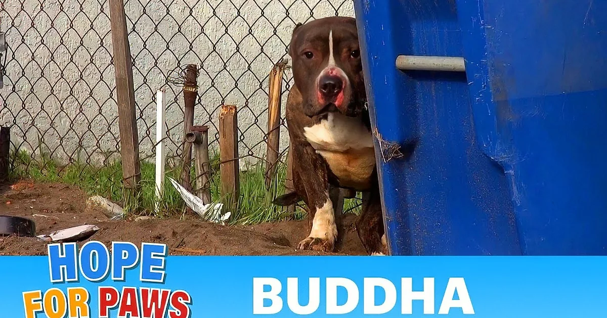A brindle pit bull with a distressed expression is shown, accompanied by text about a rescue and adoption.