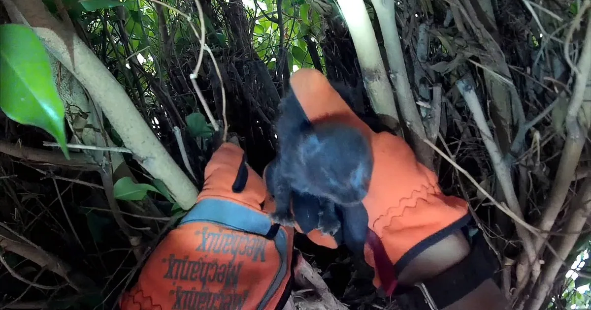 A person in an orange safety vest is reaching into dense foliage, holding a small animal.