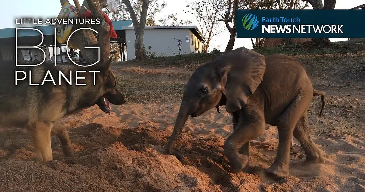 A baby elephant and a dog playfully dig in the sand together.