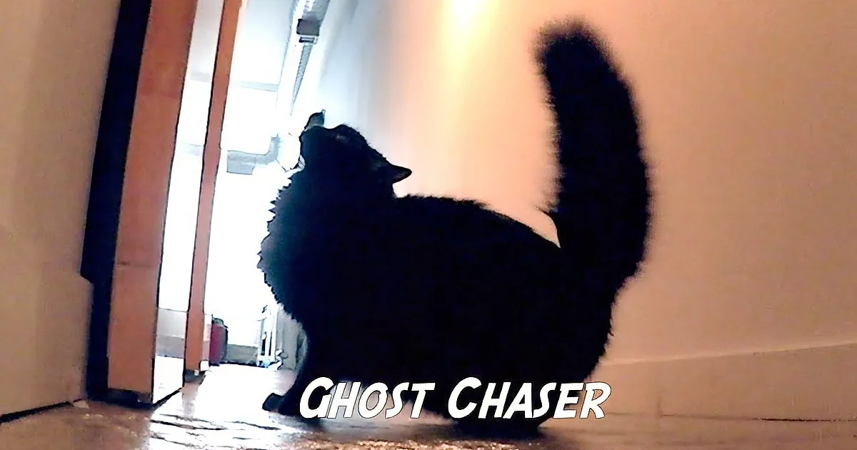 A black cat sits on a floor, looking out a door, with "GHOST CHASER" text below.