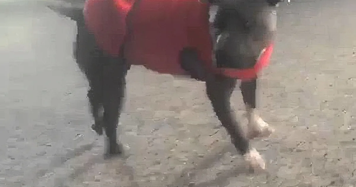 A dog wearing a red jacket stands on a wet surface, looking to the right.